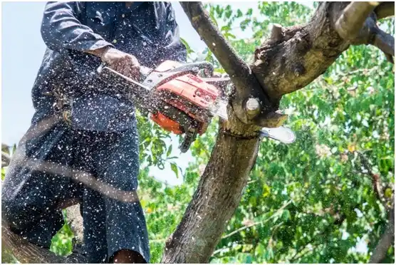 tree services Thorp